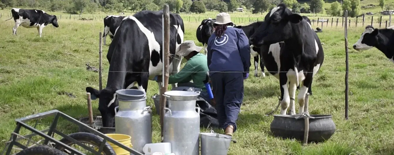 Ganadería es la mayor generadora de empleo del sector agropecuario