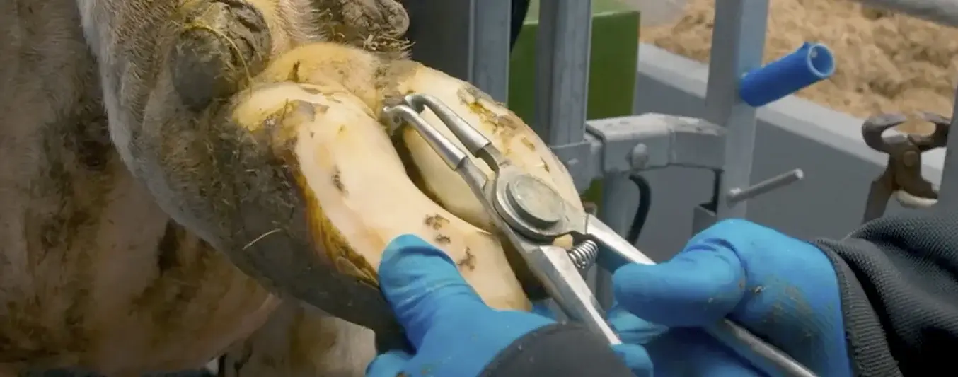 Modelos de recorte funcional de pezuñas