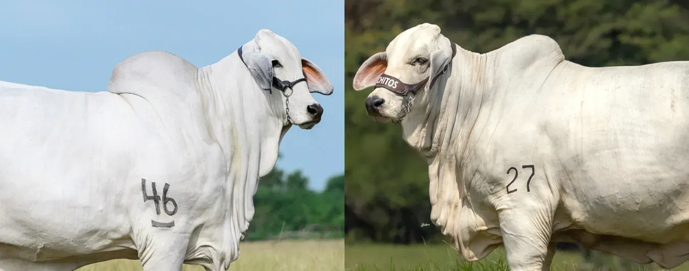 Ganado Brahman blanco Subastar