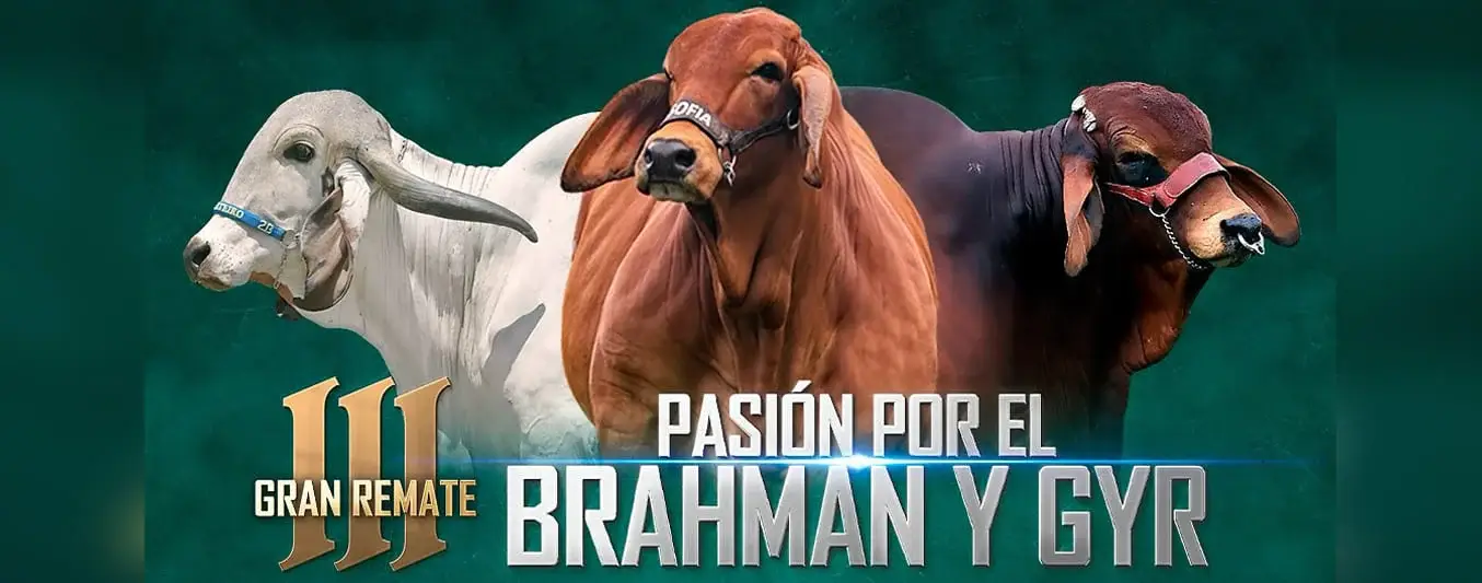 Pasión por el brahman y gyr