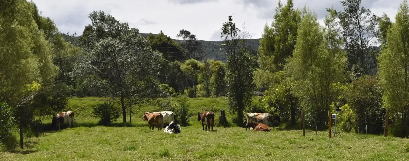 importancia-arboles-arbustos-ganaderia