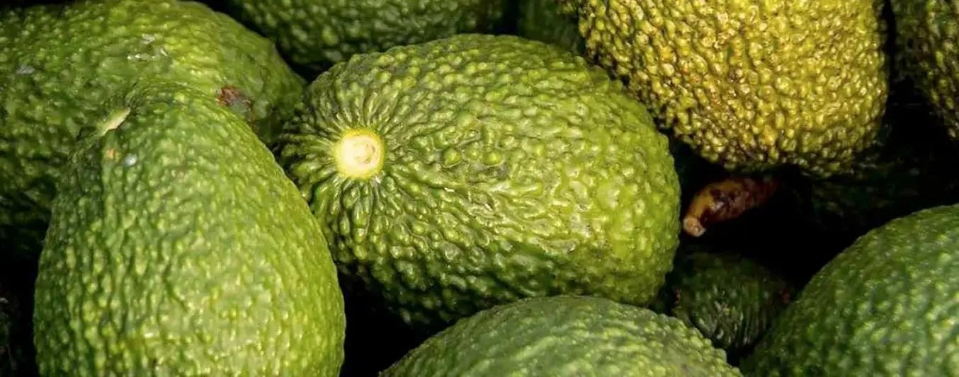 aguacate-hass