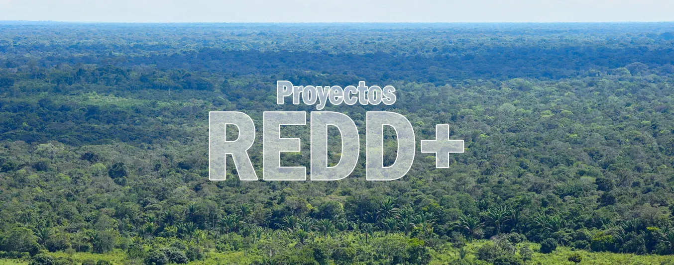 Informe advierte que iniciativas REDD+