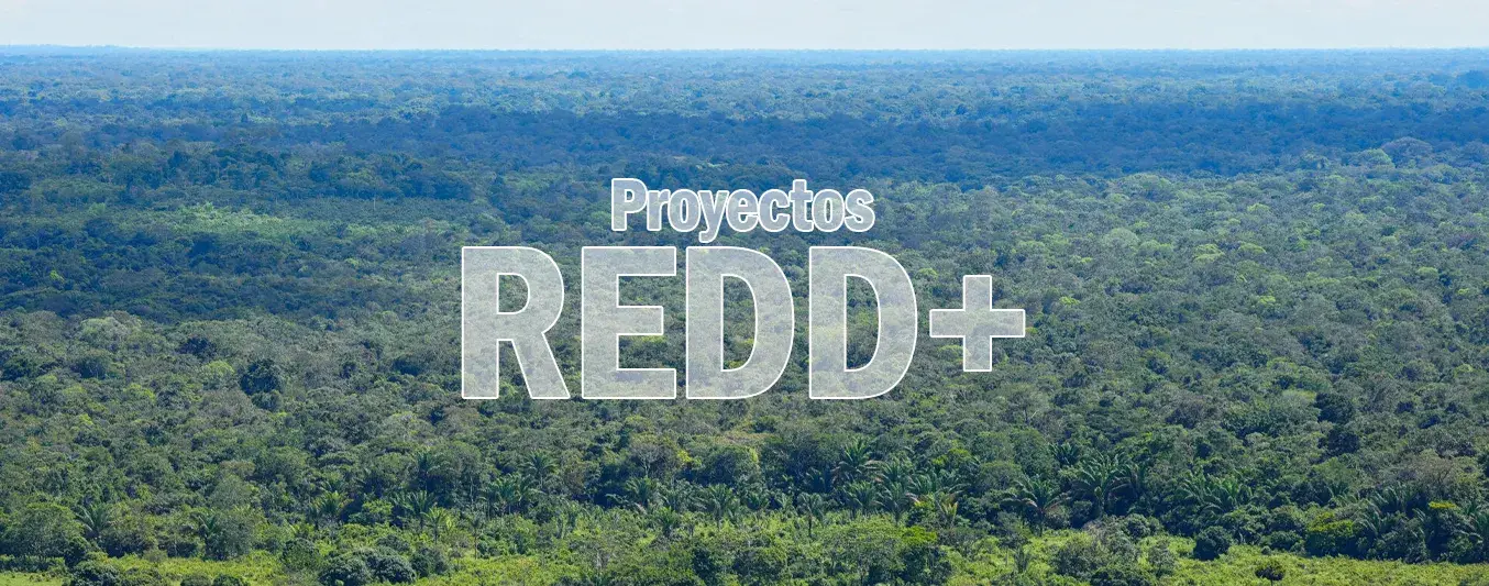 Informe advierte que iniciativas REDD+