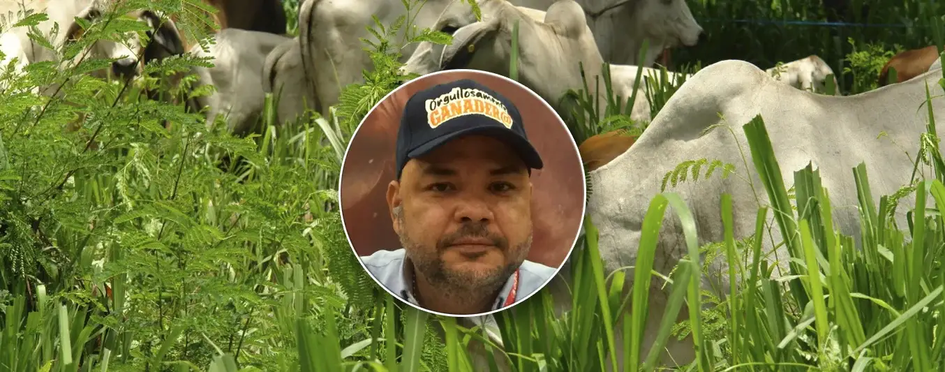 José de Silvestri - Ganadería