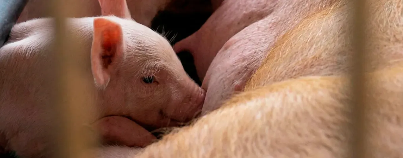 ICA refuerza medidas para mantener al país libre de Peste Porcina