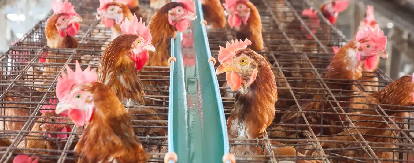 Casos de gripe aviar se cuadruplican en Europa en 2025