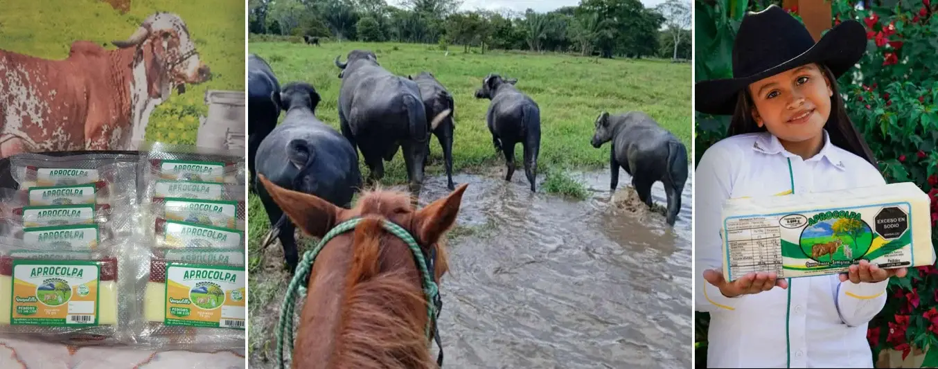 Se convirtió en transformadora y se acomodó al cambio climático