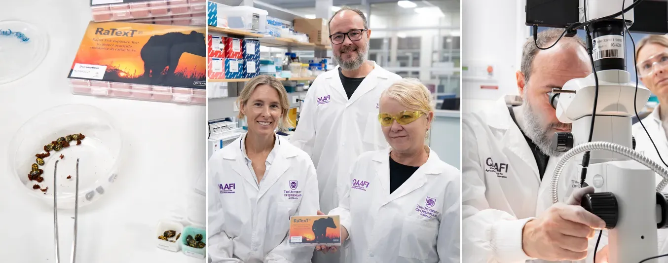 Científicos de la Universidad de Queensland piden a ganaderos recolectar garrapatas para analizarlas y frenar su resistencia