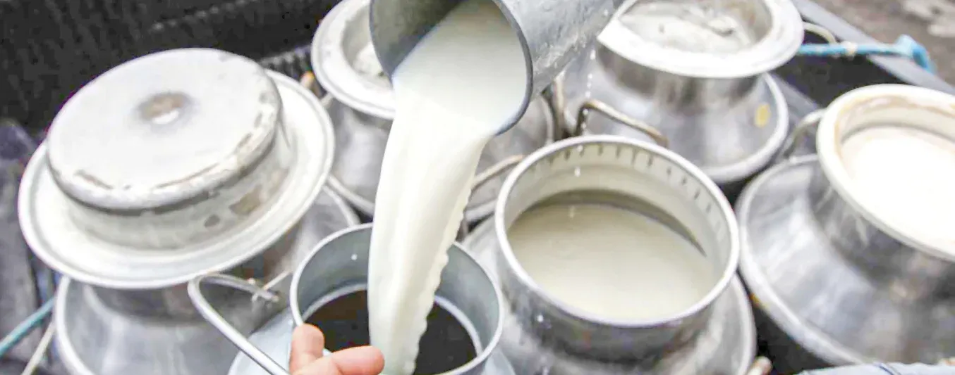 Denuncia de ganadero de Sincé sobre la industria láctea. Muy bajos precios