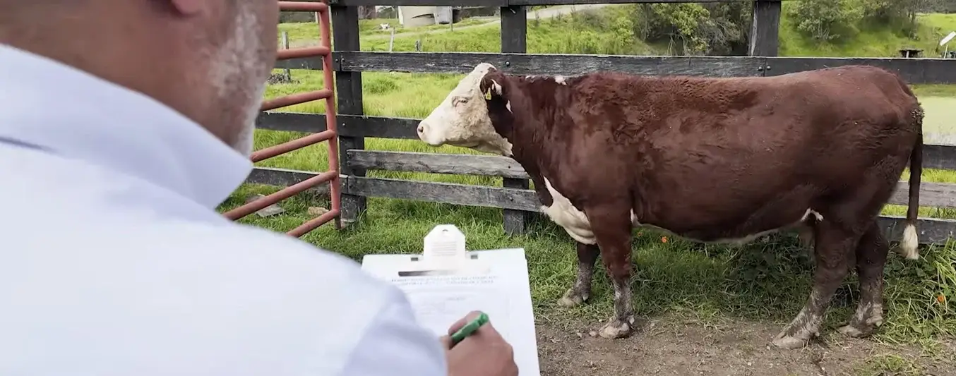 Manual Práctico Ganadero - Condición corporal