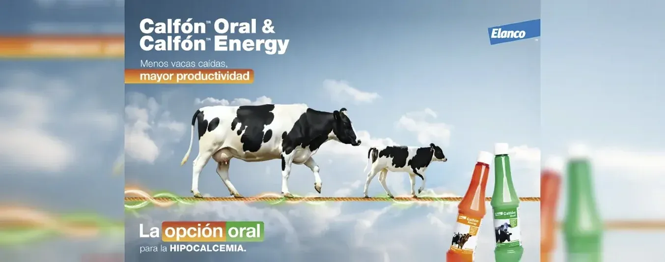 Two cows walking on a rope against a sky backdrop, with bottles of Calfón Oral and Calfón Energy in the foreground.