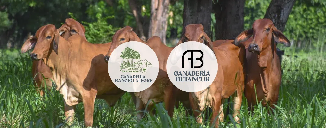 Haciendas Rancho Alegre y Ganadería Betancur