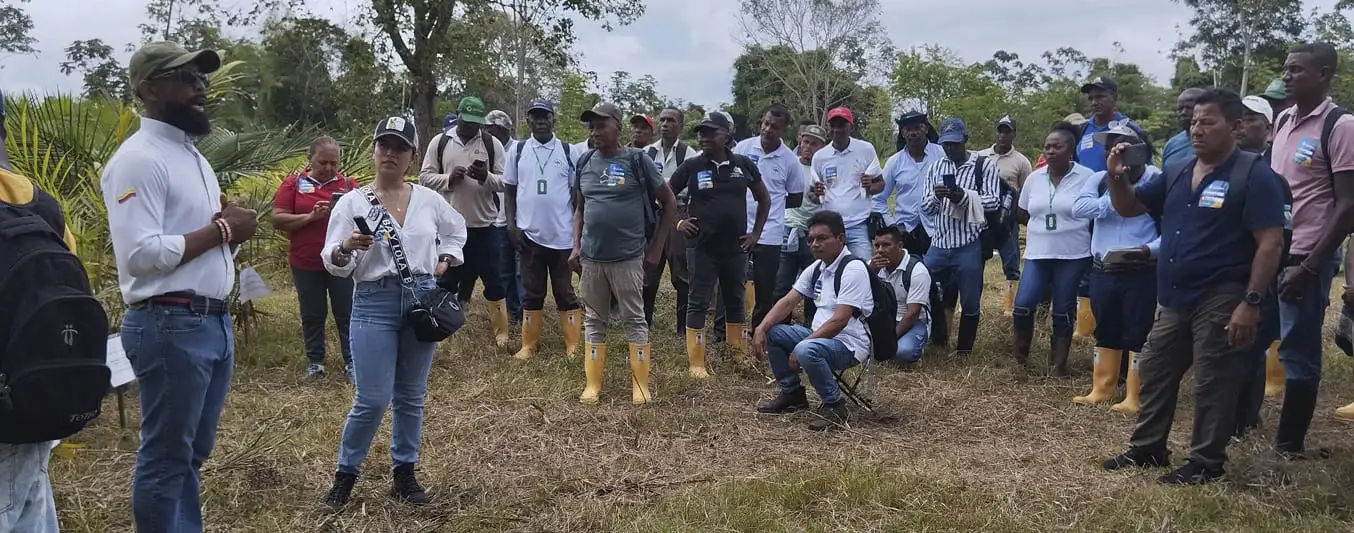 Recuperación de los cultivos de palma en Tumaco