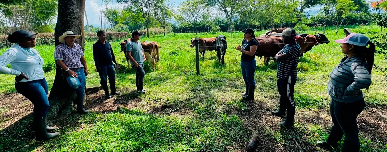 Círculos de Gestión en Ganadería Sostenible transforman producción del suroccidente colombiano