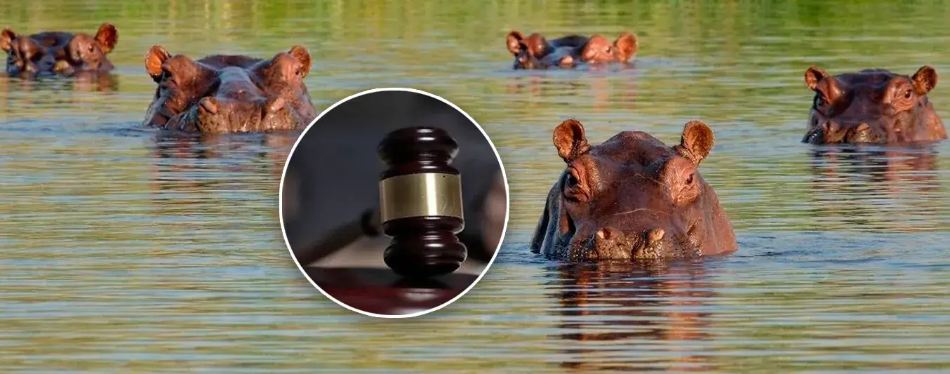 Tutela que busca frenar el sacrificio de hipopotamos en el magdalena medio