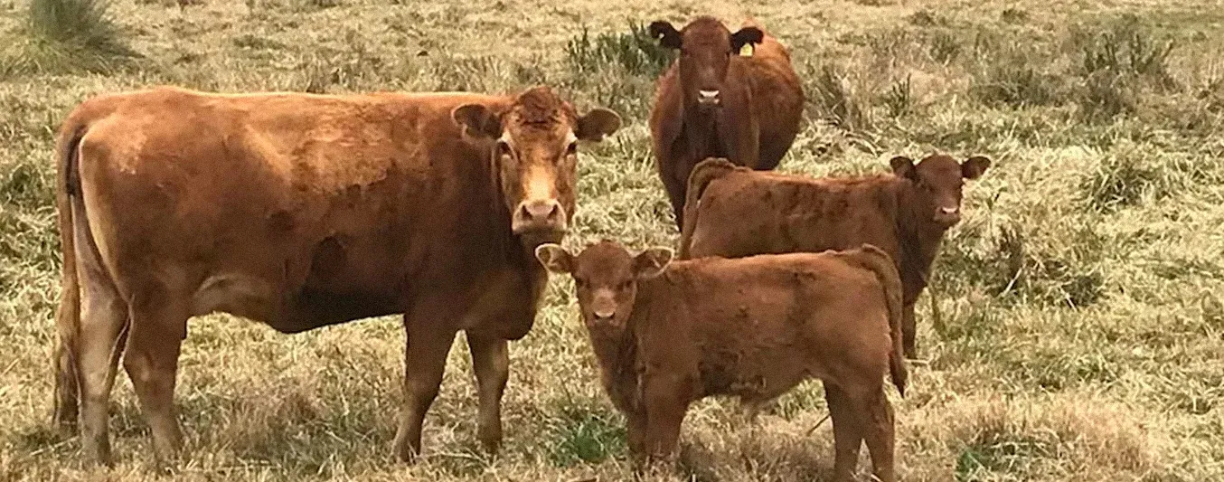 carne-ganaderia-sostenible