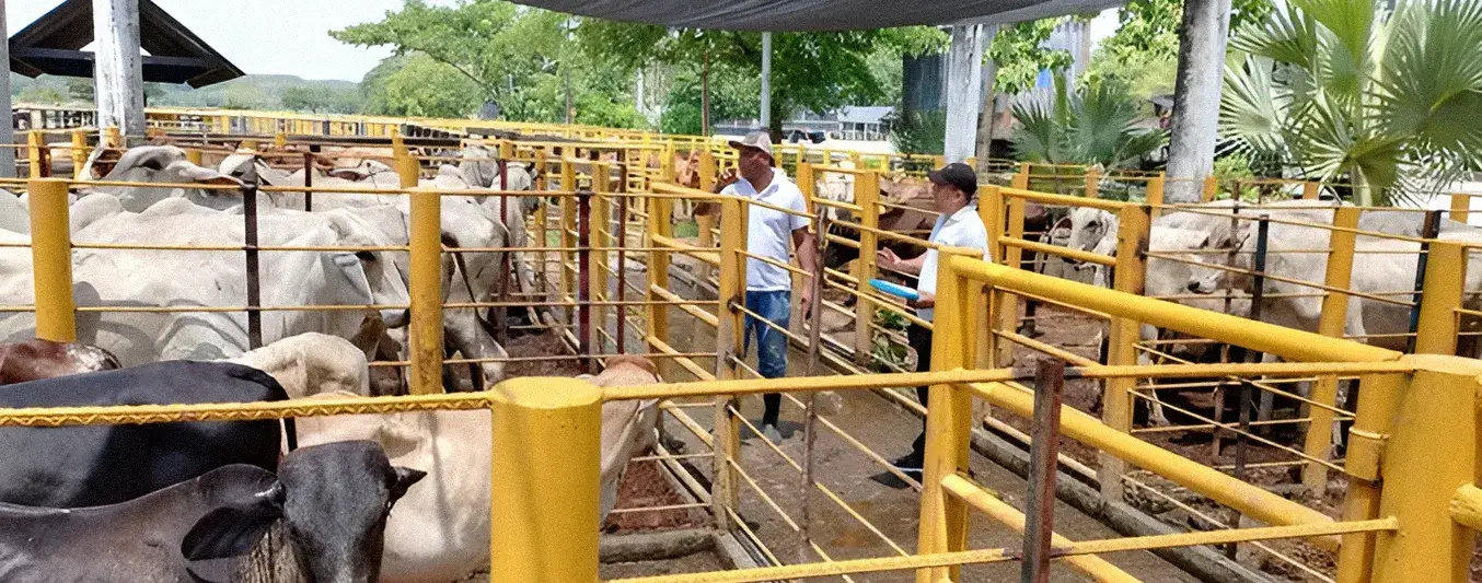 Subastas: grandes afectadas tras las inundaciones
