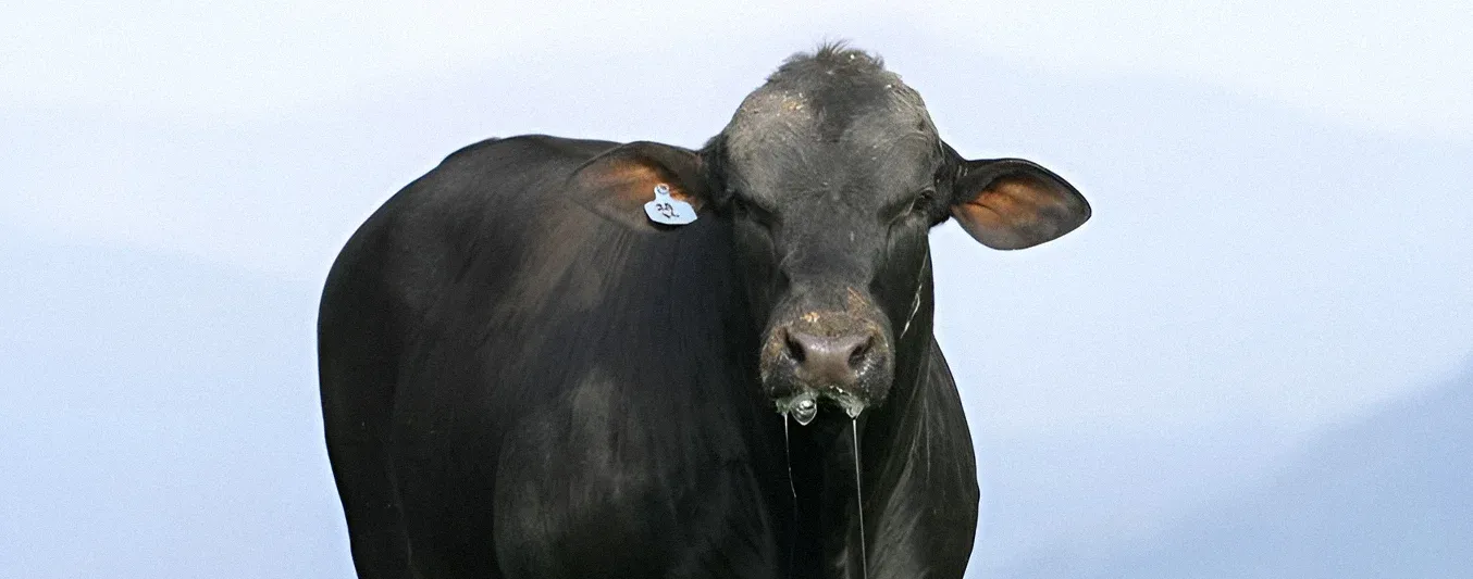 Una creencia es que los toros más viejos dan mejor genética a sus crías