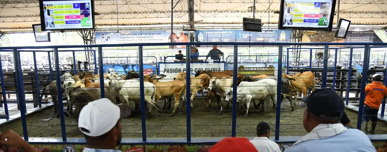 Ganaderos de Urabá se unen al remate