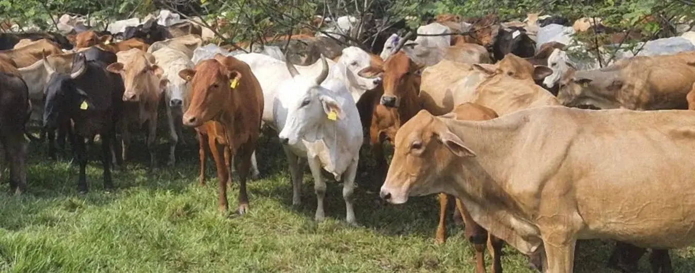 comercio de ganado bovino