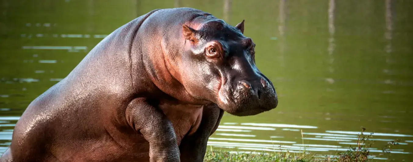 Preocupación en Antioquia por la presencia de hipopótamos en varios departamentos cercanos