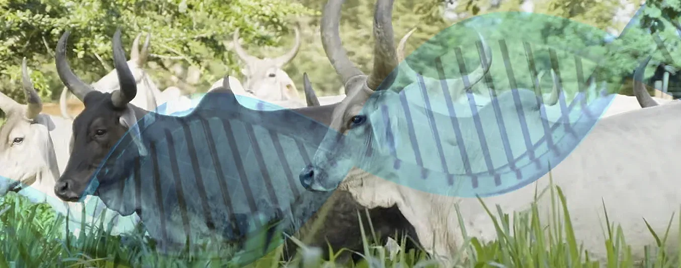 Genómica bovina - Manual Práctico Ganadero