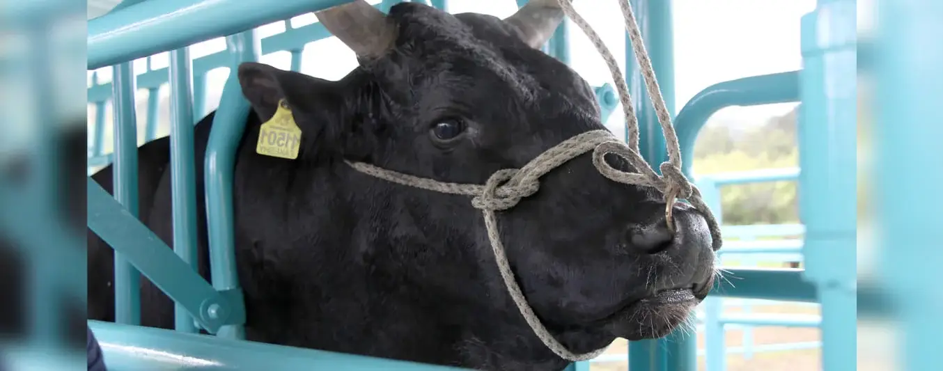 El cruce de razas promueve la producción de carne Wagyu en el Caribe
