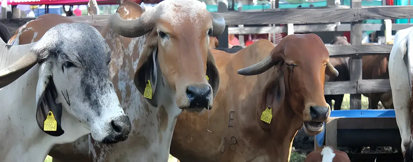 ICA hace anuncio sobre movilización de ganado en Córdoba