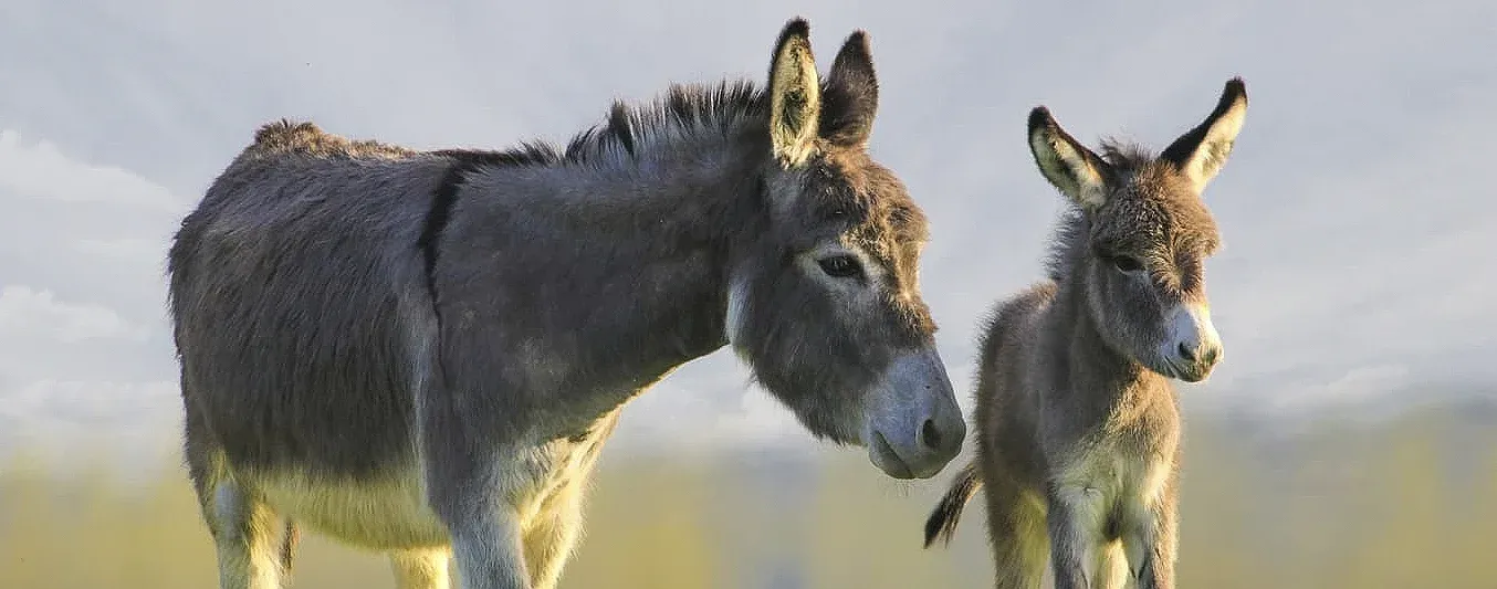Revolución en el campo escocés con la leche de burra