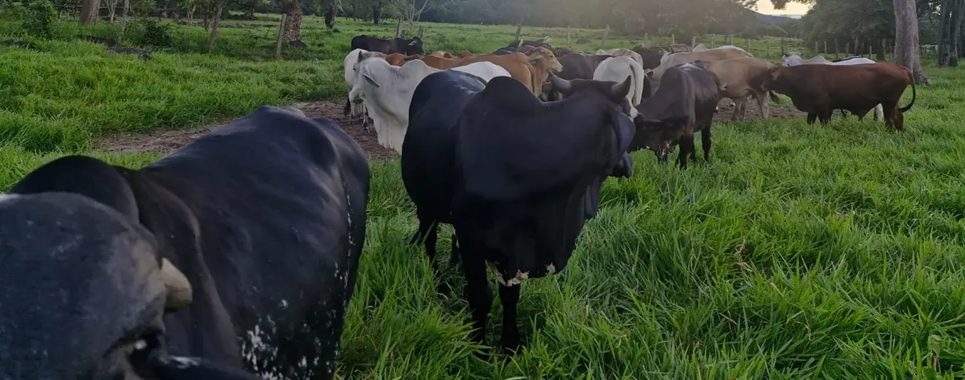 Se especializó en levante de machos bovinos