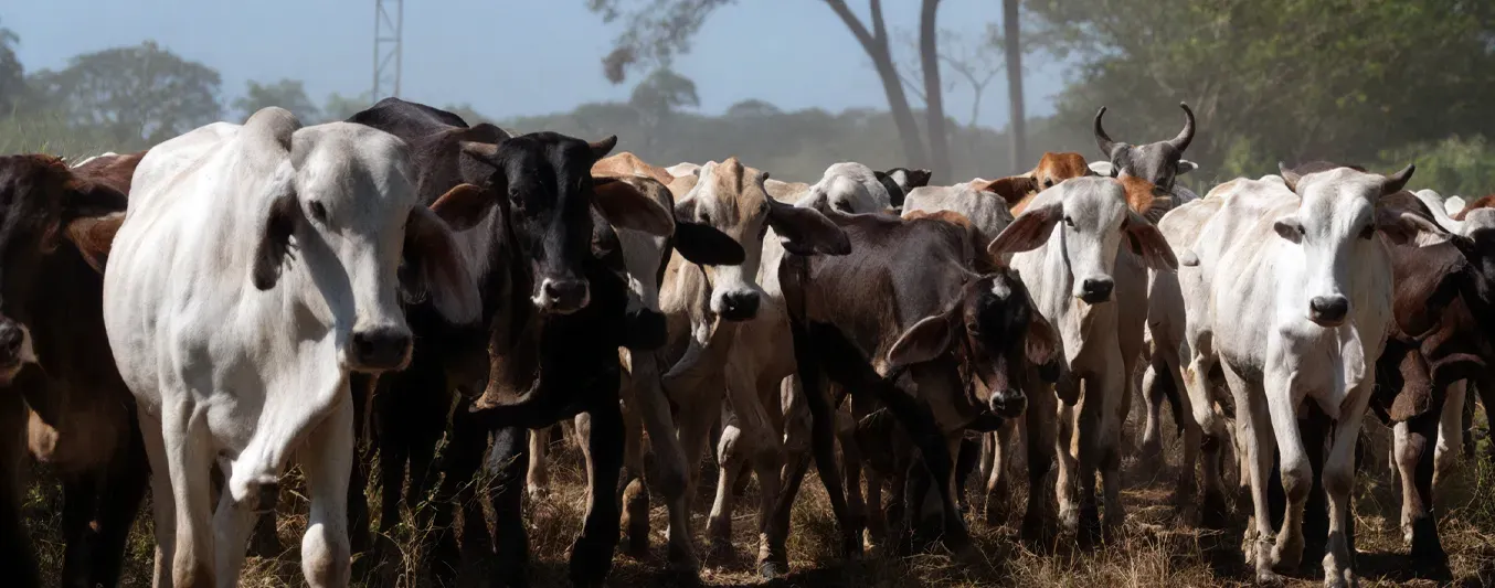 Ganado bovino