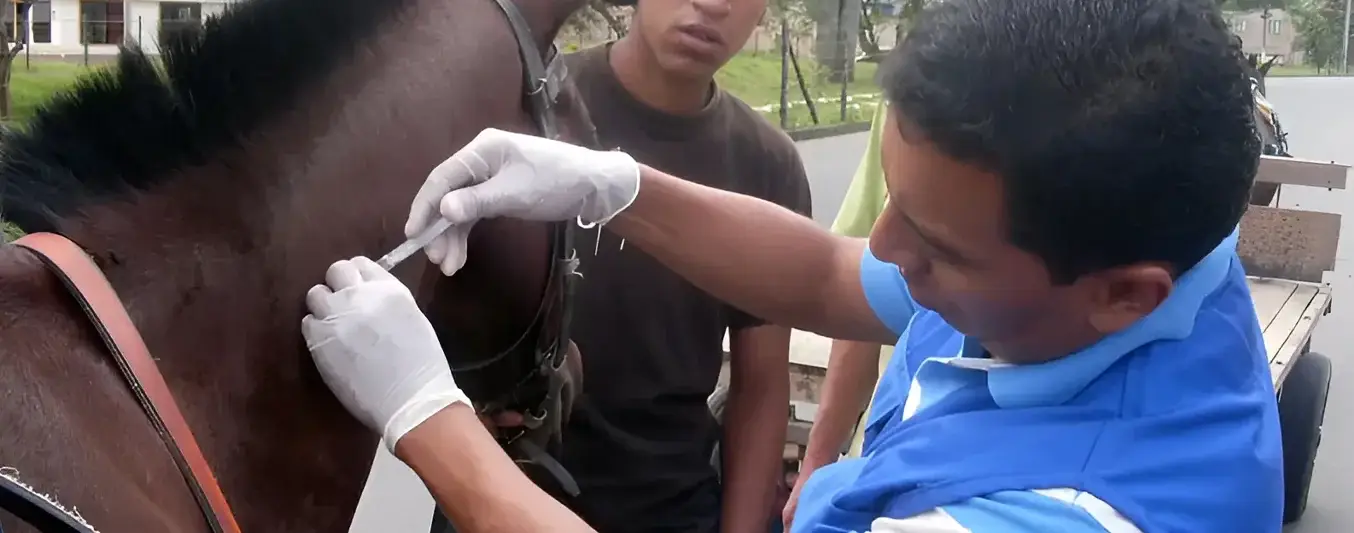 encefalitis equina en sucre