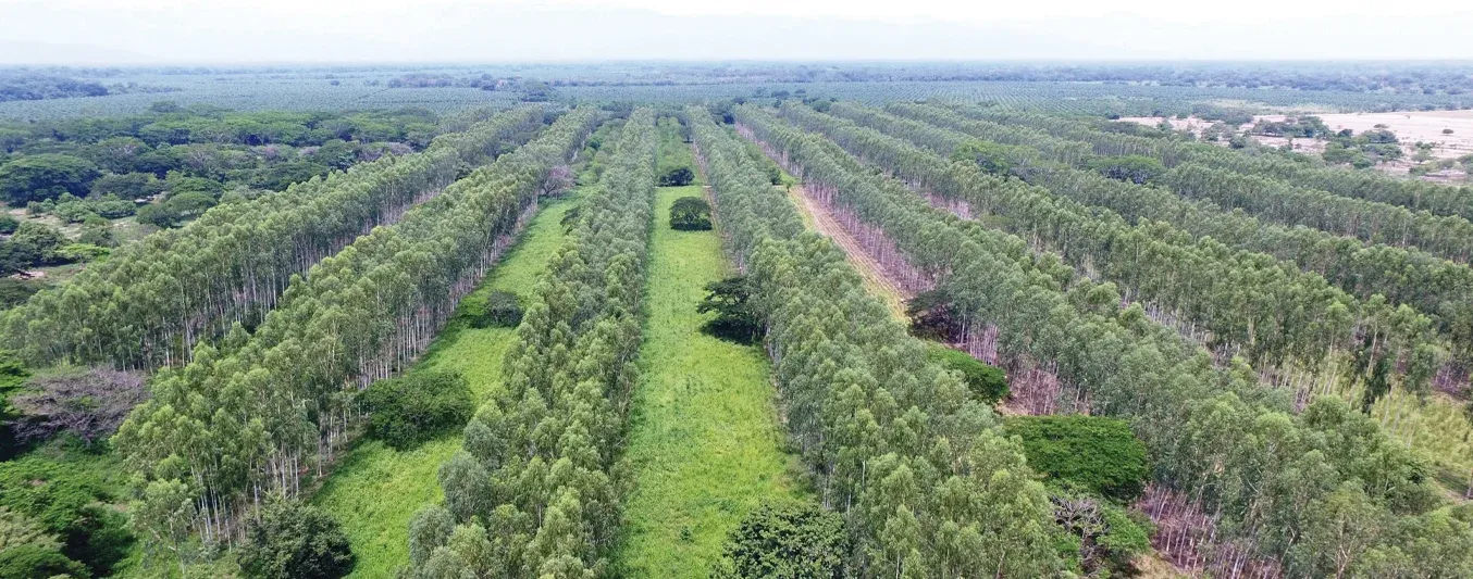 Ganadería bovina herramienta de restauración del medio ambiente