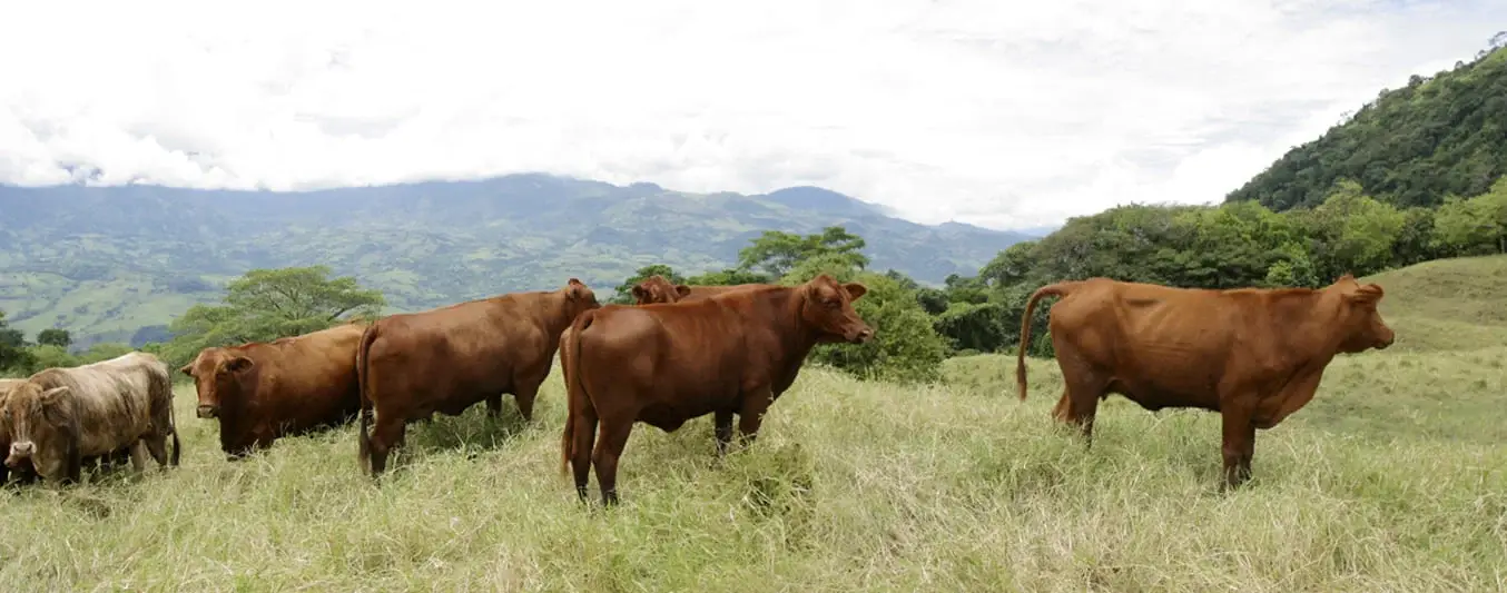 animales en altas temperaturas