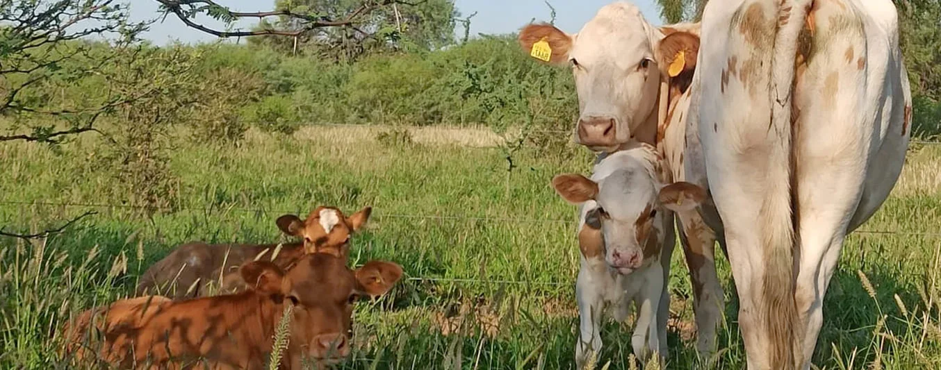 Cuándo es momento de entrar las vacas a reproducción? | CONtexto Ganadero