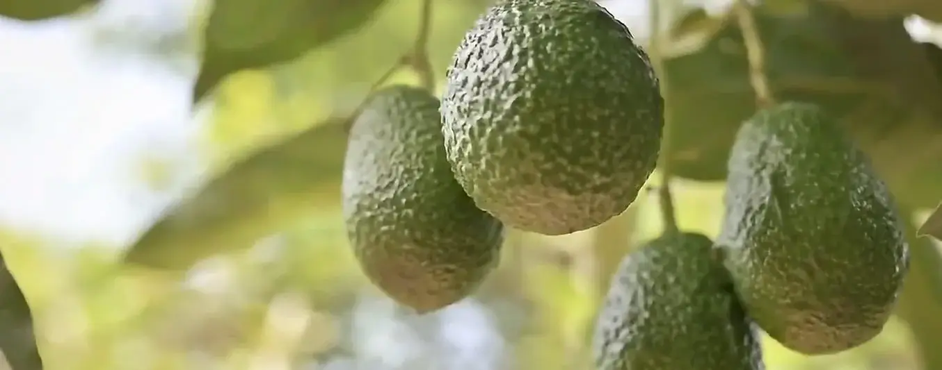 Avocados From Colombia