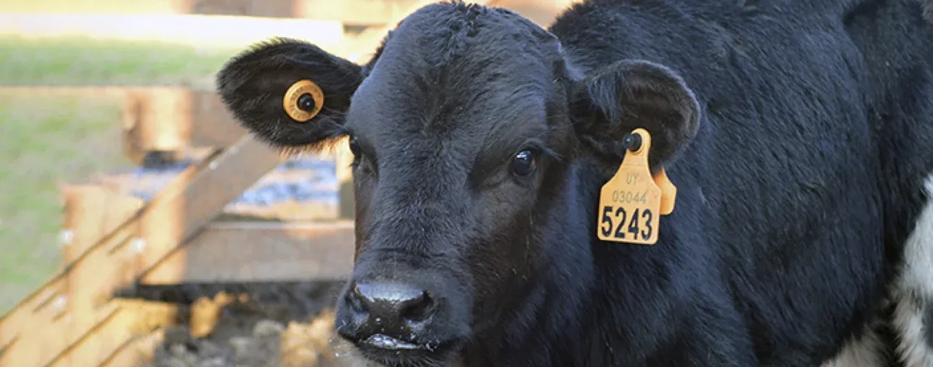 Trazabilidad bovina Uruguay