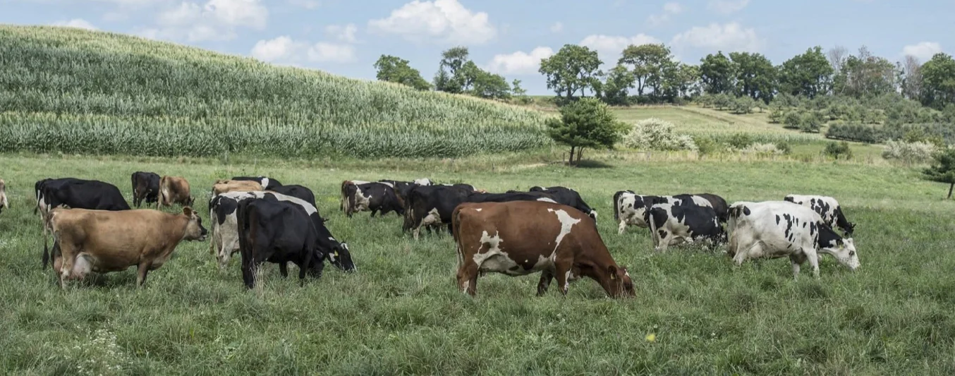 Aprenda qué significa el pulso de pastoreo y su eficiencia en ganadería | CONtexto Ganadero
