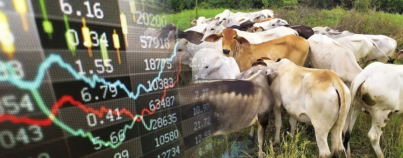 Comportamiento los precios del ganado en Córdoba y Sucre en noviembre