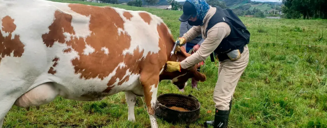 Ciclo de vacunación