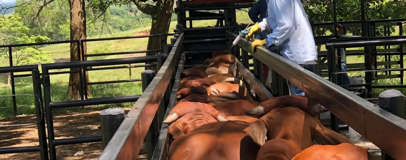 Avances ciclo 2 de vacunación