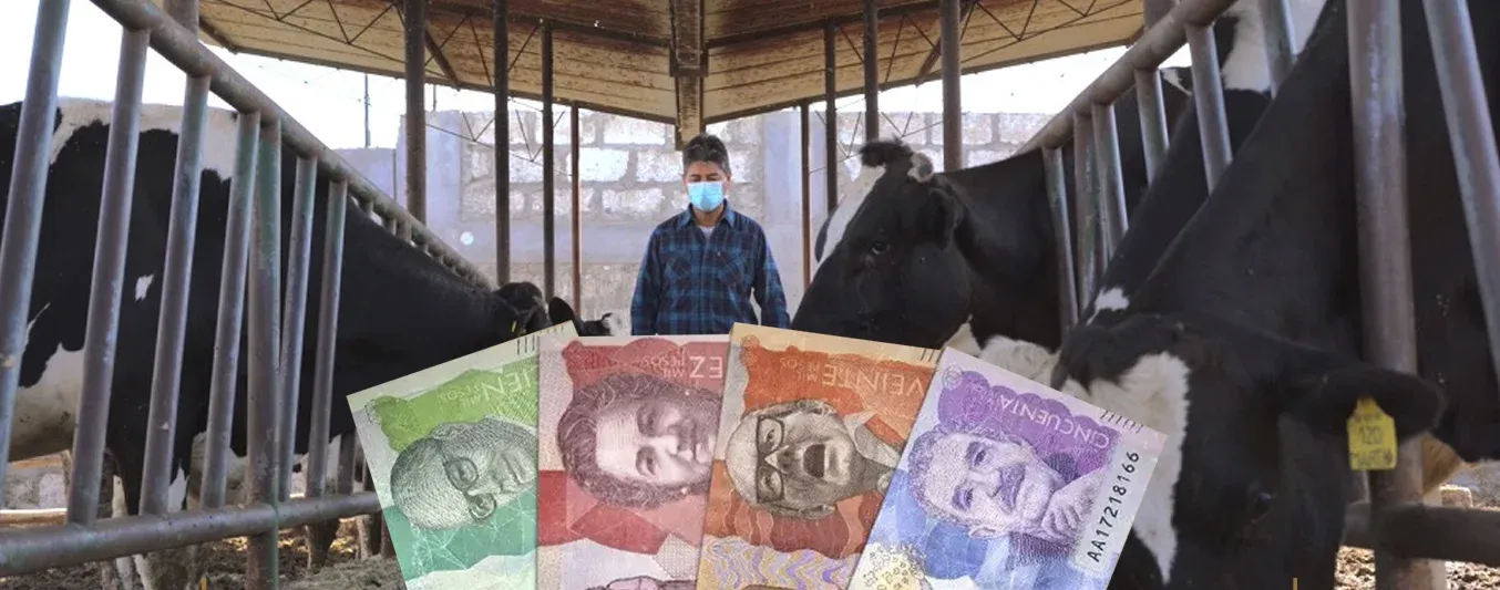 Cómo afecta el aumento del salario mínimo a los ganaderos