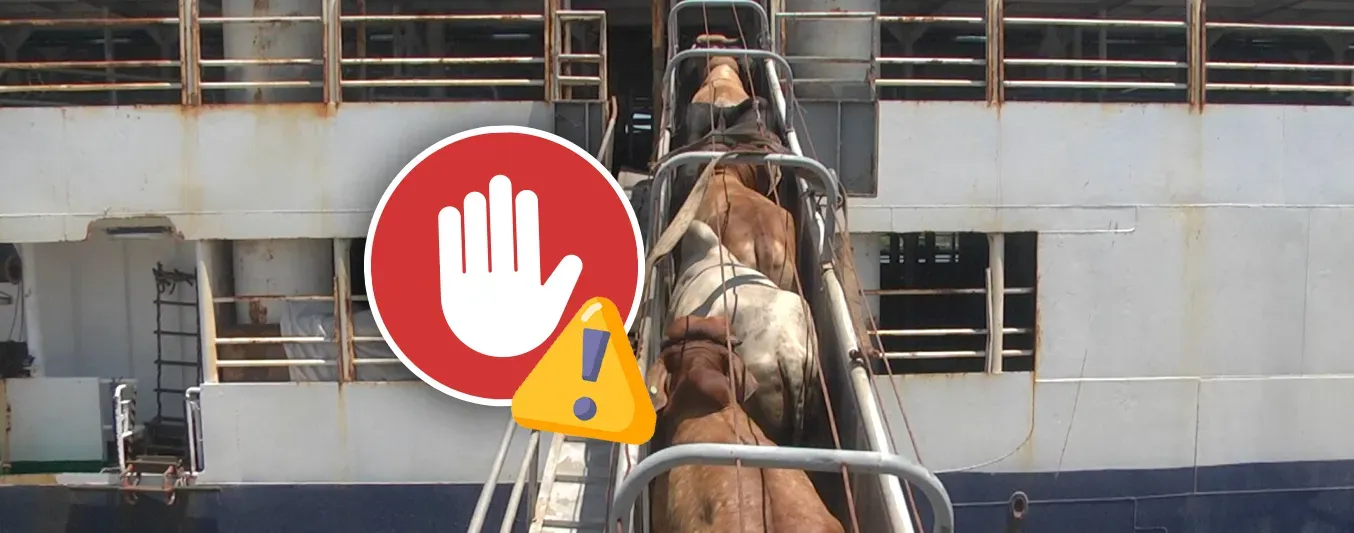 Reacciones al freno de exportaciones de ganado del Gobierno