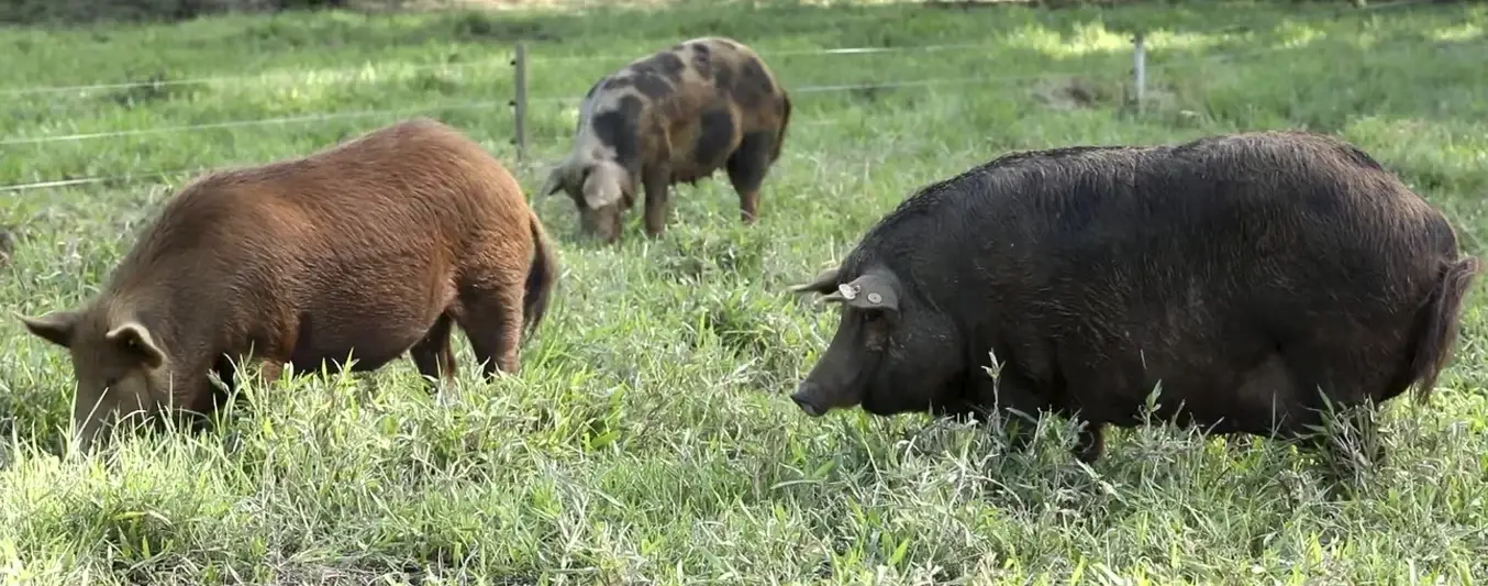 porcino-Cerdo-Casco-Mula-raza-criolla