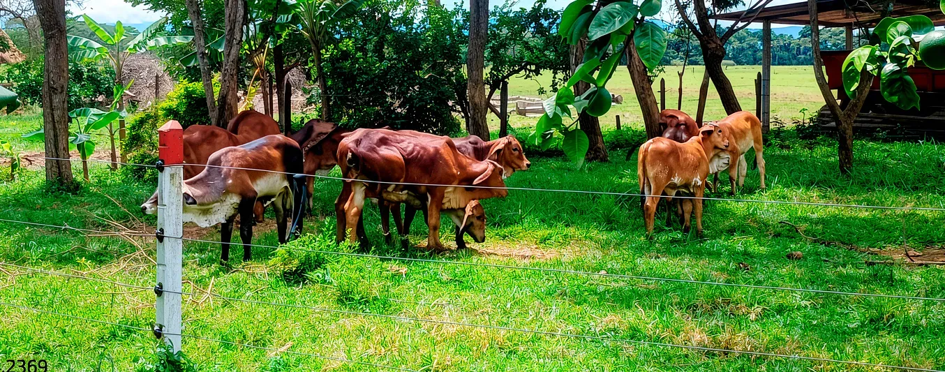 La reforestación es una gran estrategia que implementamos todos los ganaderos de Colombia