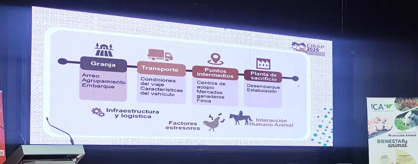 Bienestar animal: la importancia del transporte y un sacrificio adecuado