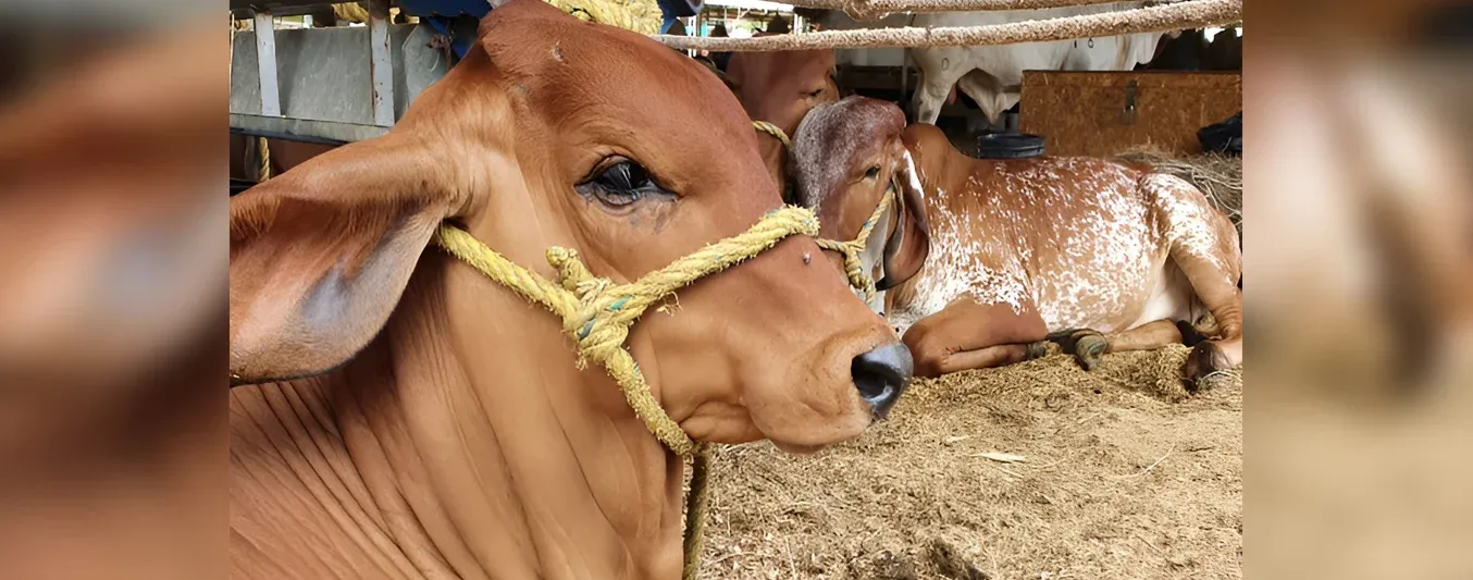 Muerte de terneros con 2 días de nacidos