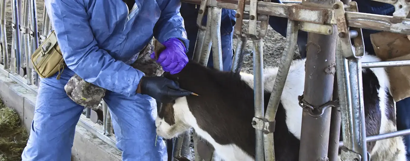 EE.UU. trabajan en una vacuna contra la enfermedad respiratoria bovina