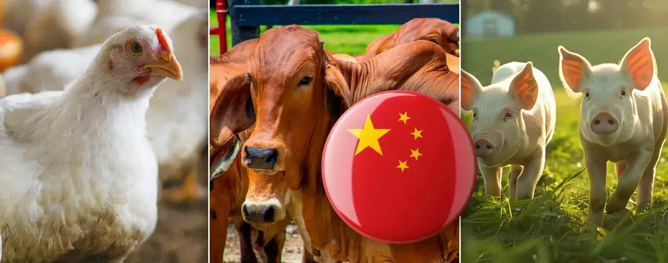 China revisará plantas de sacrificio bovino, porcino y aviar en Colombia